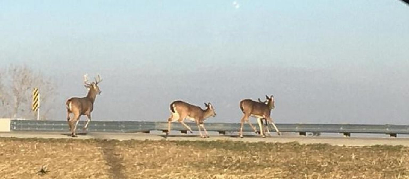 Τρομοκρατημένο κοπάδι ελαφιών πηδά στο κενό πάνω από μια γέφυρα! (βίντεο)